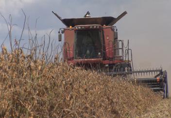 Wet weather affects Louisiana soybean crop quality